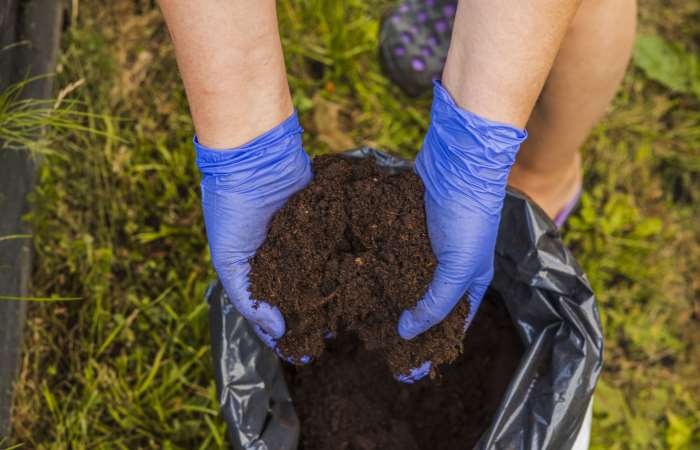 How To Grow Vegetables With Multipurpose Compost