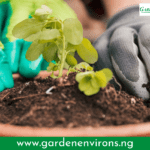 When and How to Use Fertilizer For Your Garden