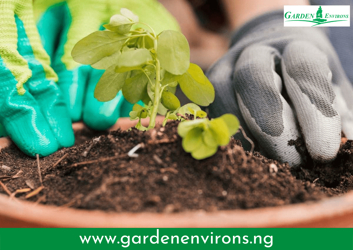 You are currently viewing When and How to Use Fertilizer For Your Garden