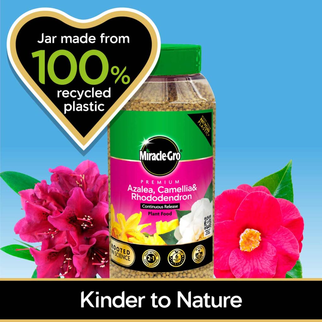 Miracle-Gro premium Azalea, Camellia, Rhododendron continuous release plant food