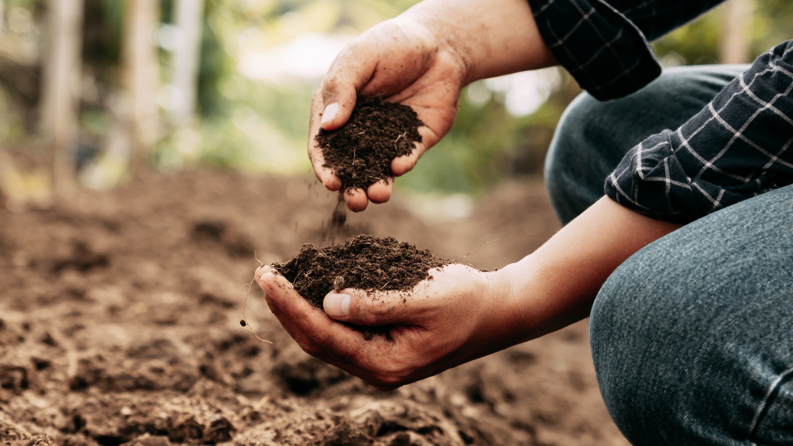 How To Test Your Soil