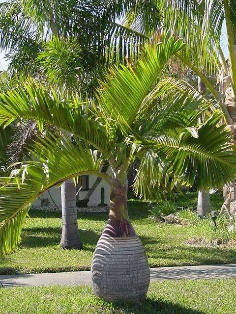 Bottle palm