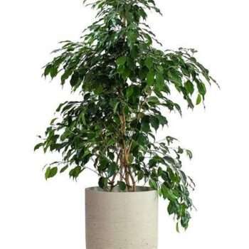 Greenficus plant